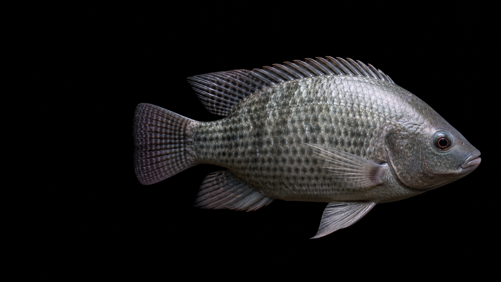 Freshwater fish representing inland aquaculture production