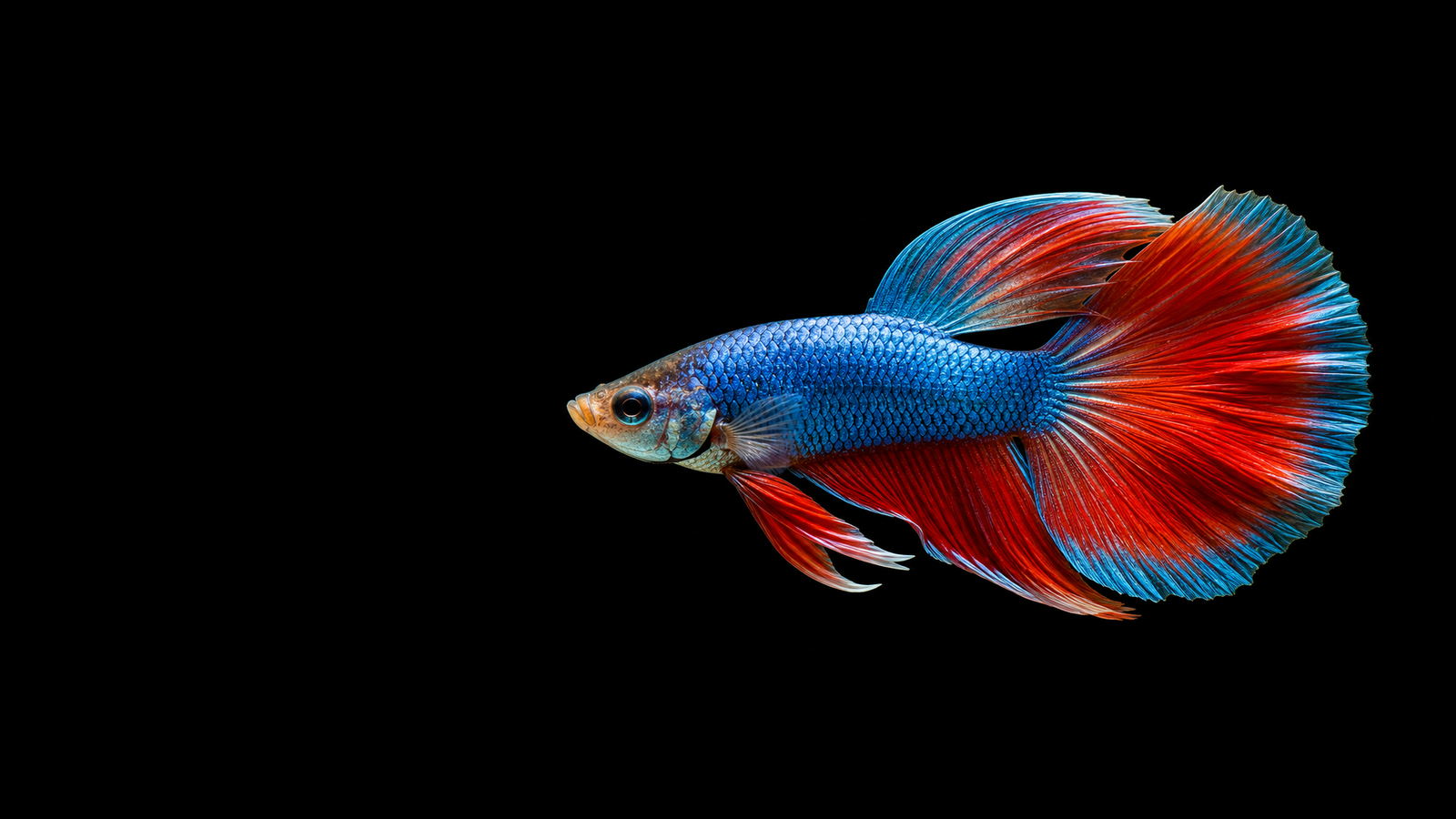 Colourful ornamental fish representing aquarium fish production