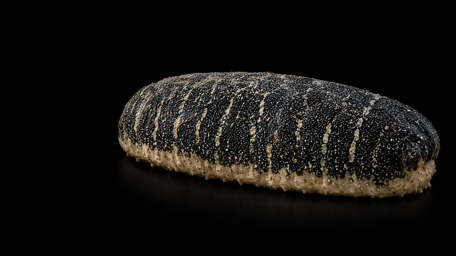 Sea cucumber representing Sri Lanka's marine aquaculture sector