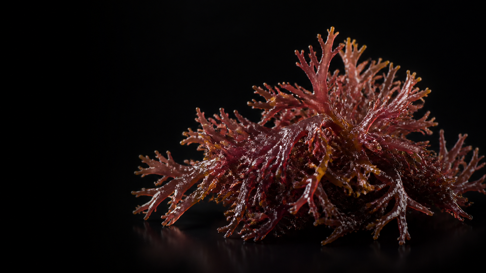 Cultivated seaweed representing community-based coastal aquaculture