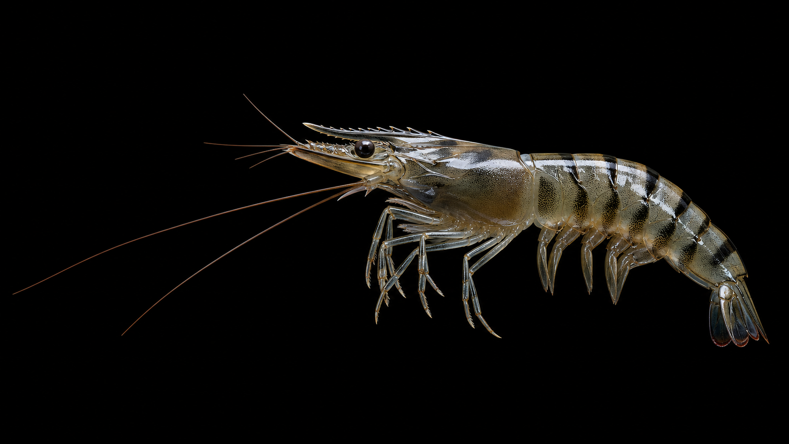 Farmed shrimp representing Sri Lanka's coastal aquaculture sector