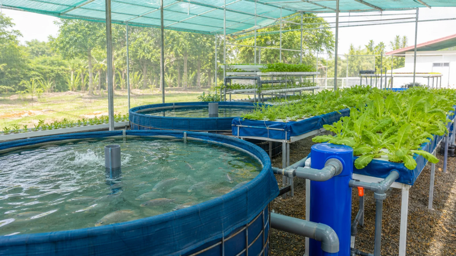 Illustrative aquaponics production system with fish tanks and vegetable grow beds