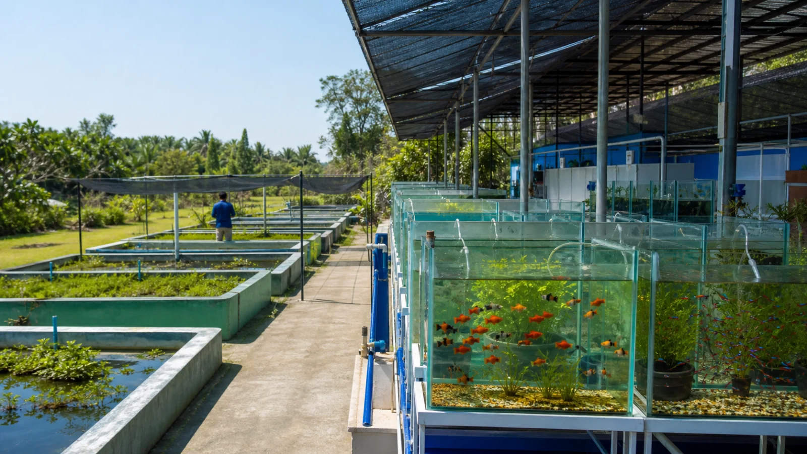 Ornamental fish production